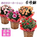 鉢 母の日 花 プレゼント 選べるお花♪ 鉢植え カーネーション 6号鉢