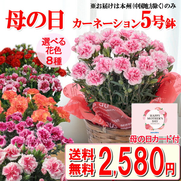 鉢 母の日 プレゼント 花 カーネーション 鉢植え 5号鉢 選べる花色 母の日ギフト 花 配送料込み 熨斗包装不可 本州のみのお届け 育て方の説明書　付き　花専用配送箱