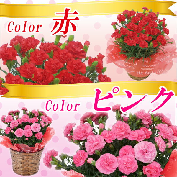 母の日 プレゼント 花 カーネーション鉢植え＋ フロムファーム 甲州