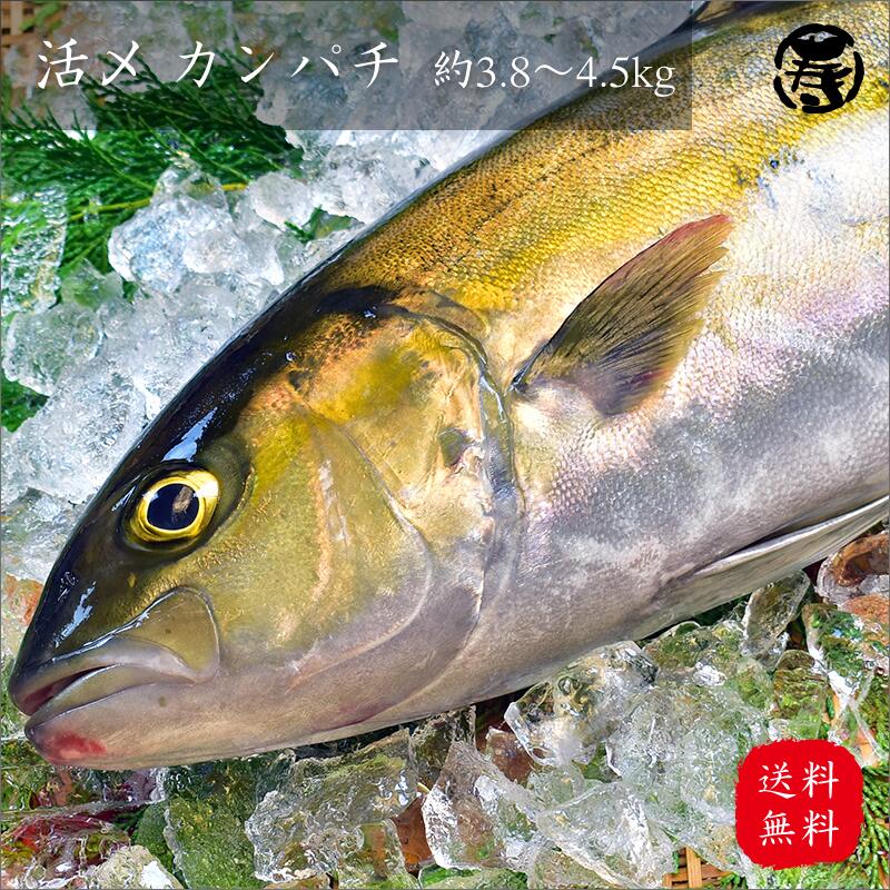 ＼ 春の贈りもの 母の日 入学 就職 送料無料 ／ 水揚げ カンパチ 3.5kg-4.0kg 1尾 鹿児島 養殖 かんぱち 刺身 姿造り…