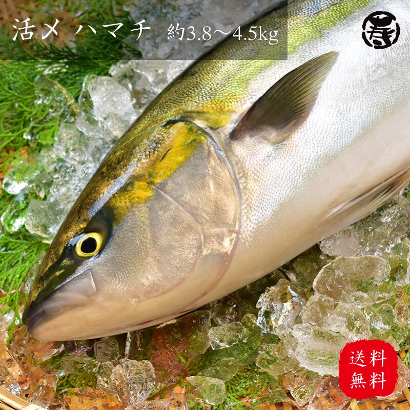 ＼ 春の贈りもの 母の日 入学 就職 送料無料 ／ 水揚げ ハマチ 4.0kg-5.0kg 1尾 高知県 養殖 鮮魚 中元 祝い 刺身 はまち 歳暮 ぶり 父の日 敬老の日 誕生日 快気祝 出世 栄転 出産 入学 卒業 七五三 成人祝い 就職 昇進 冷蔵 1