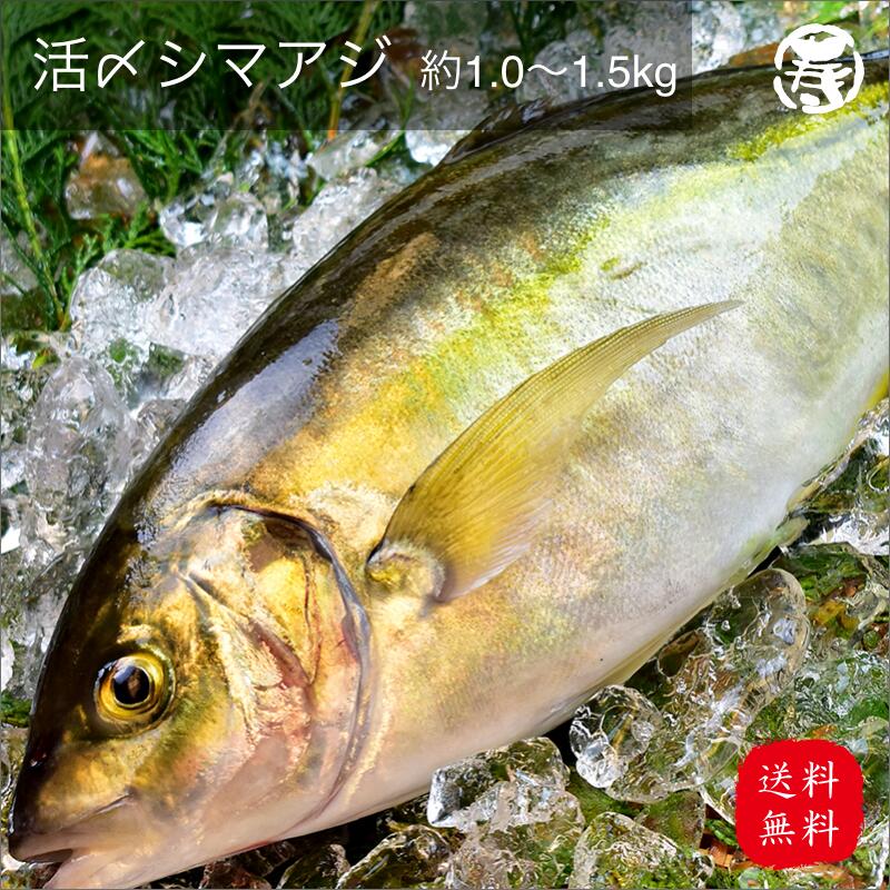 ＼ 春の贈りもの 母の日 入学 就職 送料無料 ／ 水揚げ 活〆 シマアジ 1.0kg-1.5kg 1尾 国産 養殖 鮮魚 活魚 魚 お祝い お歳暮 お中元 プレゼント 贈答 敬老の日 父の日 刺身 しまあじ 姿造り 寿司 年末 年始 クリスマス 正月 帰省