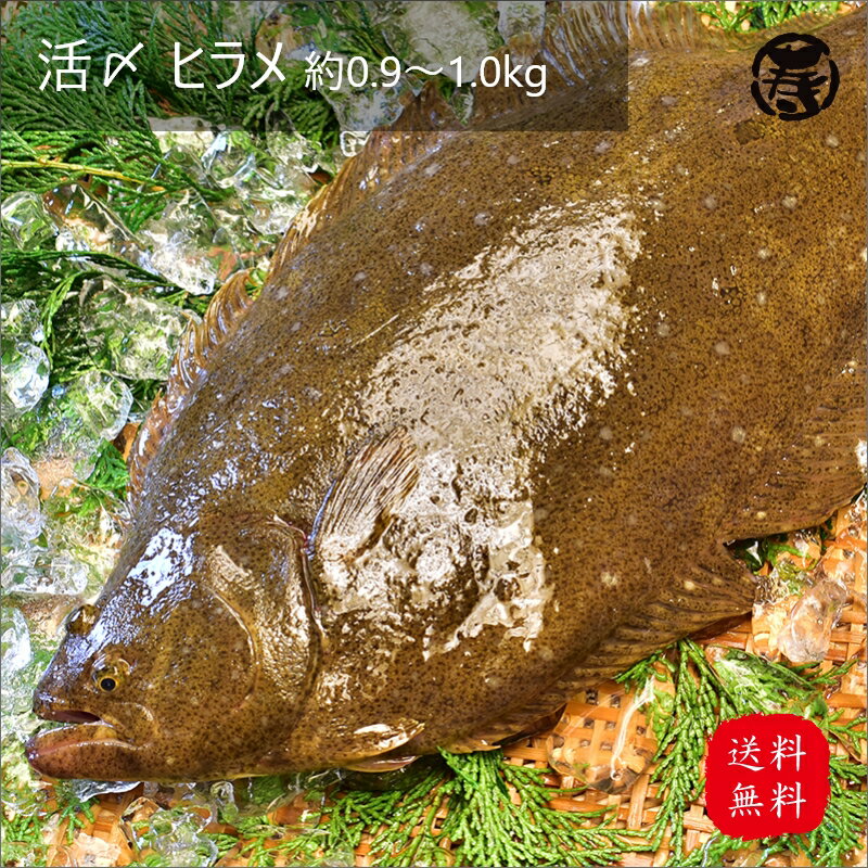 【　送料無料　】 活〆 ヒラメ　1.0kg-1.5kg　1尾　三重県産　紀州　養殖　鮮魚　活魚　魚　お祝い　お歳暮　お中元　プレゼント　贈答　敬老の日　父の日　母の日　刺身 お刺身 ひらめ　ヒラメ　姿造り　産地直送