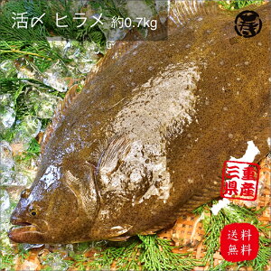 【 送料無料 】水揚げ 活け〆 ヒラメ 約0.7kg 1尾 国産 紀州 養殖 鮮魚 活魚 魚 祝い 歳暮 中元 プレゼント 贈答 敬老の日 父の日 母の日 刺身 お刺身 ひらめ ヒラメ 姿造り 産地直送 正月