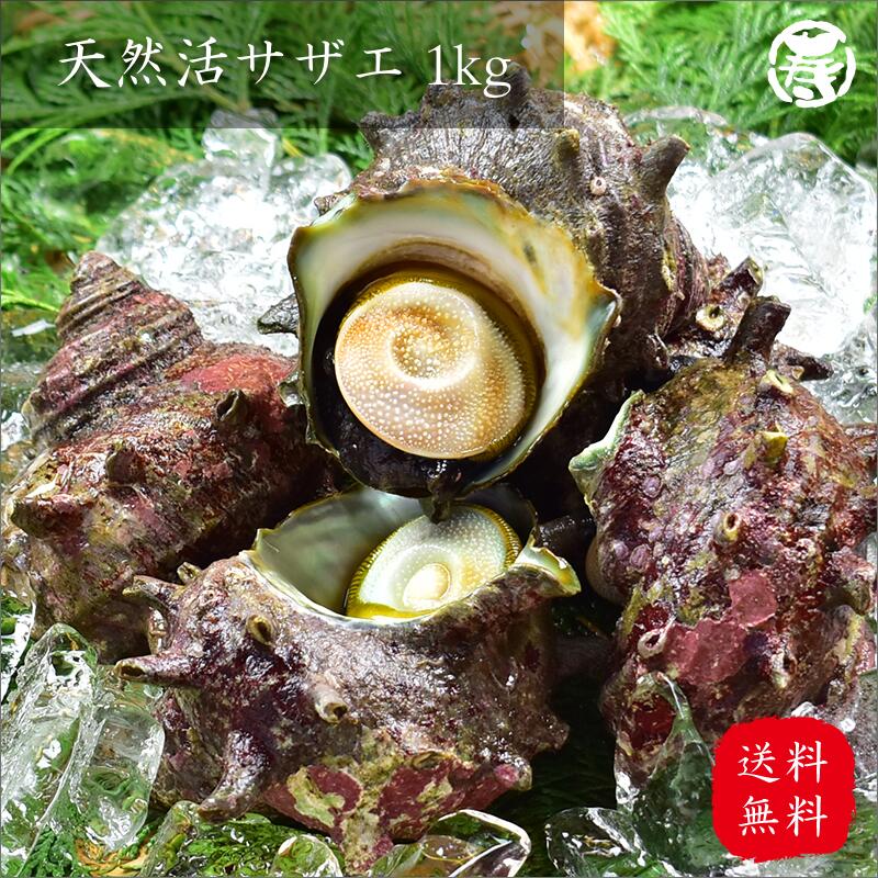 【送料無料】 天然　活　サザエ 1kg 三重県産 刺身 つぼ焼き　鮮魚　　さざえ　天然　活魚 贈答 贈り物　お歳暮　お中元　プレゼント 結婚 祝い 誕生日 BBQ バーベキュー　父の日　母の日　敬老の日　ギフト　踊り焼き