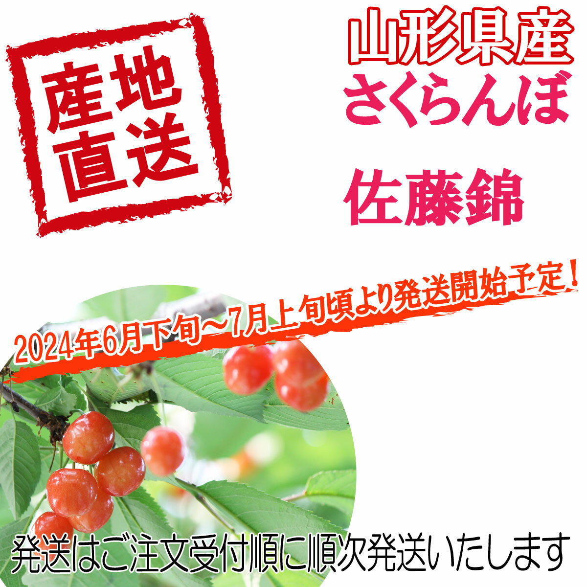 予約 送料無料 佐藤錦 がこの価格 山形県産 さくらんぼ 秀品 佐藤錦 M・L 混合 たっぷり 700g 佐藤錦/さくらんぼ/さとうにしき/700g/700グラム 3