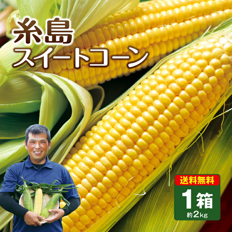 【送料無料】【楽天ランキング1位】糸島スイートコーン 福岡産 1箱 約2kg（約350g×6本） とうもろこし スイートコーン トウモロコシ コーン 恵味 朝採れ 朝もぎ 九州 福岡 糸島市 うらた農園 産地直送 ギフト 贈答 お取り寄せ ご当地 甘い お中元