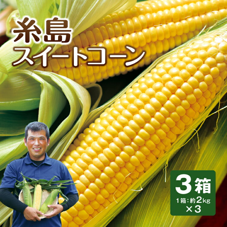 ＼楽天リアルタイムランキング　とうもろこし部門1位 獲得しました！（2022/5/28時点）／ 福岡県糸島市生まれのプレミアムなスイートコーン！ 『糸島スイートコーン』でお届けする品種は、生でも食べられる深い旨味と強い甘みが人気の「恵味（めぐみ）」です。 瑞々しい実がびっしりと詰まっているので食べ応え抜群！とっても甘くて大きいので、夏のおやつとして子どもたちにも大人気なんです。プチプチ弾けるジューシーな食感をお楽しみください。 その魅力、世界第3位！注目エリア「糸島」 福岡県糸島市は、日本屈指の漁場として知られる玄界灘に突き出した糸島半島と、福岡県西端部を含む自然豊かなエリア。人気観光スポットであるばかりでなく、住みやすさにも定評があり、イギリスの情報誌「MONOCLE（モノクル）」が実施した『世界で最も魅力的な小都市』2021年ランキングで、なんと世界3位にランクイン！ そんな大注目の糸島では、豊かな自然環境を利用して農業や畜産、漁業が古くから行われてきました。糸島産の野菜や肉などは「糸島ブランド」と呼ばれ、その美味しさや品質の高さは有名シェフがこぞって料理に使うほどの品質です。 糸島の恵みをたっぷり受けた人気のスイートコーン 今回お届けする「糸島スイートコーン」を栽培しているのは、糸島で代々農業を営んできた「うらた農園」で収穫されたものです。 「堆肥は、糸島の畜産農家から分けてもらった原料に『糸島米』のもみ殻をブレンドしとります。土づくりに欠かせない石灰も、糸島の牡蠣小屋で出た牡蠣殻を焼いてから、砕いたもんを使っとるんですよ」と説明してくれたのは、「うらた農園」代表取締役の浦田康明さん。 朝収穫したコーンをその日のうちに出荷するので、新鮮で甘さたっぷりのコーンが届きます！ トウモロコシには、健康に嬉しい栄養分がいろいろ！ 美味しい上に、栄養豊富なのがトウモロコシの魅力！ 体を動かすエネルギーとして欠かせない「炭水化物」をはじめ、腸の動きを活発にして健康な状態へと導く「食物繊維」、腸内に善玉菌を増やして悪玉コレステロールを減らす「リノール酸」や「オレイン酸」などが含まれています。 また、ビタミン群が含まれているのもポイント！夏の暑さで疲れがちな体を回復させるのに役立つビタミンB1やビタミンB2、さらに”若返りのビタミン”とも言われるビタミンEも豊富です。 夏バテ防止にもパワーを発揮するトウモロコシ！その底力はすごいですね。 スイートコーンの美味しい食べ方 『糸島スイートコーン』でお届けする品種は、生でも食べられる深い旨味と強い甘みが人気の「恵味（めぐみ）」などです。 収穫後5日（到着後1〜2日）程度は、洗ってそのまま丸かじりできます。瑞々しい粒がぎっしり詰まったコーンは、ずっしりとした重量感です！ ゆでる場合は、沸騰したお湯に3分程度サッとつけて半生状態で食べるのがオススメ。ゆで時間を短くすることでコーンならではのプチプチ食感を損なわず、ジューシーな状態をキープできます。 焼く場合は、何も調味料をつけなくて大丈夫です。コーンだけで、十分な甘さを感じられます。トウモロコシ本来の濃厚な甘みに、きっと感動しますよ！ ※収穫期の7月中旬頃からご予約順に発送いたします。 名称 糸島 スイートコーン 品種 恵味 産地 福岡県糸島市 内容量 3箱セット1箱あたり約2kg（約350g × 6本） ※5箱以上ご購入の場合は、2個口での発送となります。 保存方法 冷蔵庫に入れて保存をお願いします。 コーンは収穫後も呼吸をしていて、糖分をエネルギーとして消費します。そのため、収穫から日数が経つほど甘さが失われます。茹でることで甘さの低下を緩やかにできますので、保存する場合は茹でることをオススメします。茹でたものを冷蔵保存した場合は、1週間程度で食べきってください。 冷凍保存する場合は、芯から粒を外して冷凍するとコーンならではのシャキシャキと食感が持続します。冷凍保存した場合は1ヶ月程度を目安にお召し上がりください。 お召し上がり方 収穫後5日（到着後1～2日）程度は、生のまま食べられます。 それ以降は、茹でる・焼くなど調理してお召し上がりください。 ※生鮮品ですので、できる限り早めにお召し上がり下さい。 配送方法 ヤマトのクール便でお届けします。 ※送料1200円、4箱以上のご注文で送料無料（一ヶ所お届けにつき） ※北海道・東北・沖縄県は、別途、配送手数料500円が必要です。 ご贈答について 送り主様を「ご注文者様」、送り先様を「ご贈答先様」にて送り状に明記しお届けします。 食べ方チラシを同梱いたしますが、明細書や他フルーツの案内チラシなどは入りません。 後払いをご指定の場合、ご贈答先様に商品が届き次第、振込用紙をご依頼主様にお送りいたします。 ※お熨斗をかけることは出来かねますので、予めご了承ください ※契約農家さんより産地直送でお届けの為、ラッピング対応は致しかねます。 出荷時期 ※収穫期の7月中旬頃からご予約順に発送いたします。 【注意事項】 ※まるかじり九州では、旬の時期にお届けする特産品の販売を行っているため、商品によって発送時期が異なります。ご購入前に発送時期をご確認ください。 ※産地直送のため、ご注文後のキャンセル・内容変更はお断りしております。予め、ご了承ください。 ※天候の影響等で発送日が前後する場合がございます。また、その年の気象条件や生育状況により、収穫時期や発送時期がずれる場合がございます。発送予定日が大幅に遅れる場合はメールにてご連絡を差し上げますので、ご確認ください。 ※長期不在・住所不明・受取辞退、味覚等、お客様都合による返品・キャンセルは、贈答も含めお受けできません。 まるかじり九州 糸島スイートコーン とうもろこし スイートコーン トウモロコシ コーン 恵味 朝採れ 朝もぎ 甘い 九州 福岡 糸島 うらた農園 お中元 ご当地 産地直送 お取り寄せ お取り寄せグルメ プレゼント ギフト ご贈答 贈答 贈り物 楽天お買い物マラソン 楽天スーパーSALE ランキング 39ショップ