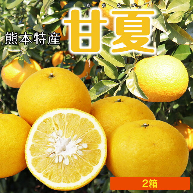熊本 甘夏 2箱セット 1箱あたり約2kg(5〜7玉) 国産 熊本県産 九州 産地直送 農家直送 柑橘 フルーツ 果物 ご当地 お取り寄せ お取り寄せフルーツ 39ショップ まるかじり九州