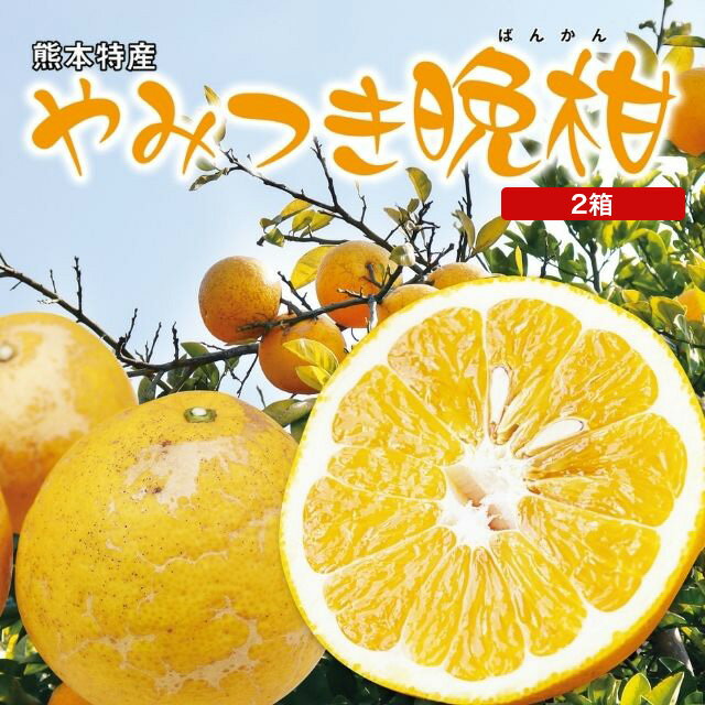 熊本 やみつき晩柑 河地晩柑 晩柑 2箱セット 1箱あたり約2kg(5〜8玉) 国産 熊本県産 九州 産地直送 農家直送 さっぱりした甘み ジューシー オレンジ 柑橘 フルーツ 果物 ご当地 お取り寄せ お取り寄せフルーツ 3箱以上で 送料無料 39ショップ まるかじり九州