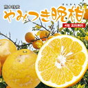 【 送料無料 】熊本 やみつき晩柑 河地晩柑 晩柑 4箱セット 1箱あたり約2kg(5〜8玉) 国産 熊本県産 九州 産地直送 農家直送 さっぱりした甘み ジューシー オレンジ 柑橘 フルーツ 果物 ご当地 お取り寄せ お取り寄せフルーツ 39ショップ まるかじり九州(4)