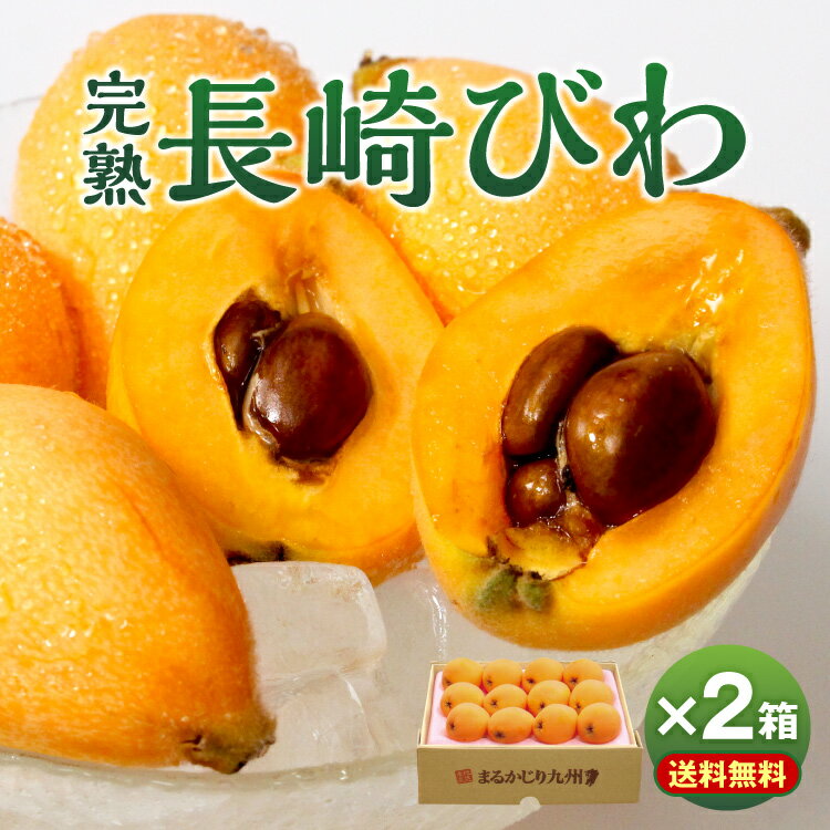 ＼ご予約受付中／ 【楽天ランキング1位】【送料無料】長崎びわ 2箱 1箱500g/ 12玉×2箱 長崎特産 秀品 ..