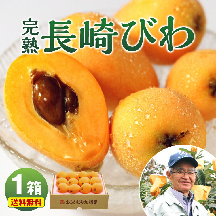 長崎県 ”茂木びわ” 訳あり 大玉L/2Lサイズ 約250g×4pc（約1kg）【予約 3月下旬以降】 送料無料