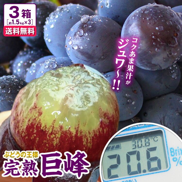 【楽天ランキング1位】 【送料無料】 ぶどう 巨峰 福岡 完熟巨峰 3箱 4.5kg(3〜5房×3箱) 福岡から産地直送！ 産地直送 福岡県産 朝採り 旬 ブドウ 葡萄 巨峰 ぶどう 種あり 露地栽培 果物 フルーツ ギフト プレゼント 贈答 田主丸 読売新聞掲載