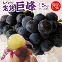 巨峰 ぶどう 朝採り 完熟巨峰 (種あり) 1箱 1.5Kg...