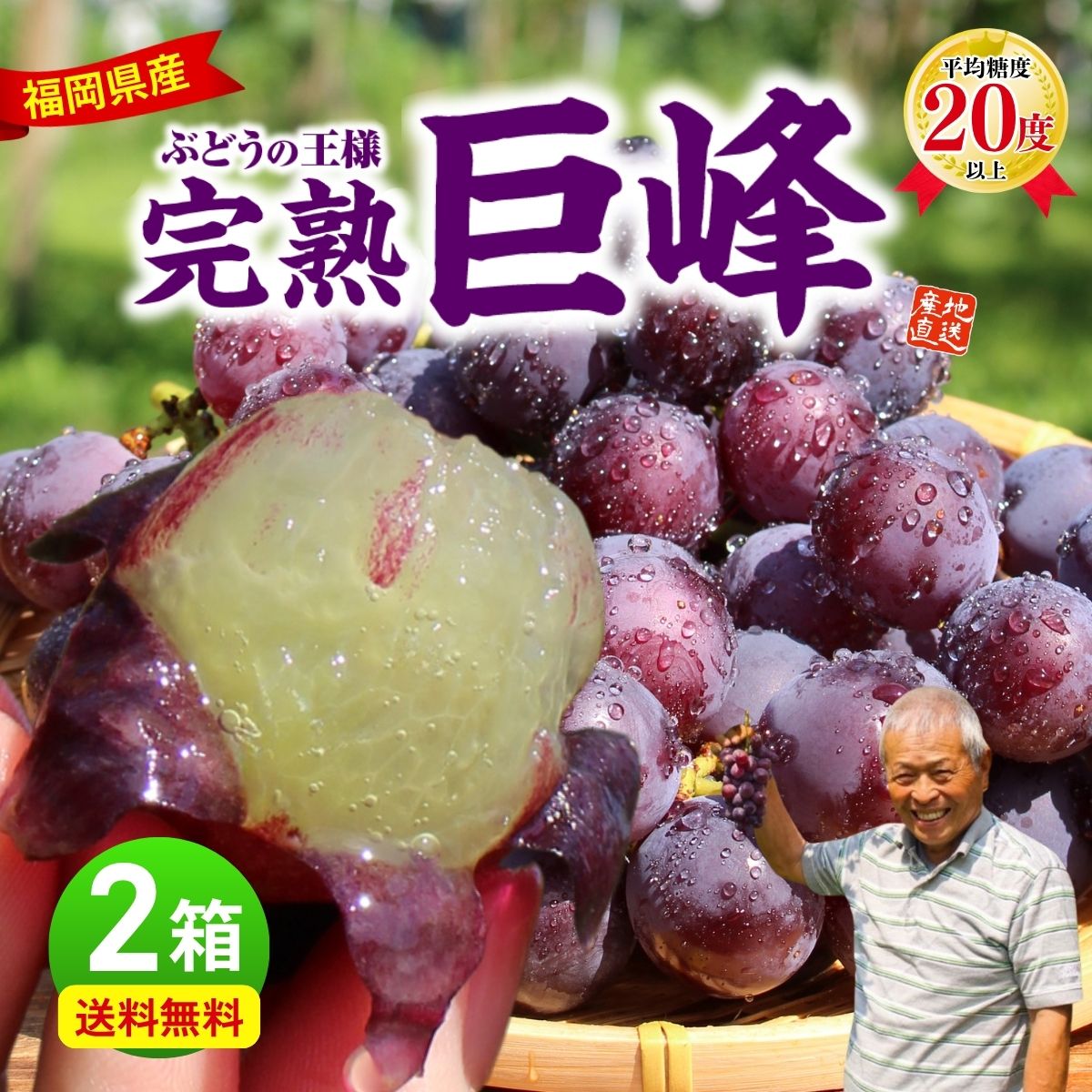 【 楽天ランキング1位 】 福岡 巨峰 2箱セット 1箱あたり1.5kg(3～5房) 完熟巨峰 種あり ぶどう ブドウ 九州 田主丸 うきは お取り寄せ..
