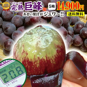 【楽天ランキング1位】【送料無料】 ぶどう 巨峰 福岡 完熟巨峰 5箱 7.5kg(3〜5房×5箱) 産地直送 福岡県産 朝採り 旬 ブドウ 葡萄 巨峰 ぶどう 種あり 露地栽培 果物 フルーツ ギフト プレゼント 贈答 田主丸