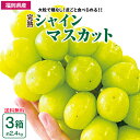 【 送料無料 】 シャインマスカット 福岡 3箱セット 1箱あたり約800g(2〜3房) 葡萄 ぶどう 産地直送 産直 九州 皮ごと食べられる 種なし 高級 お...