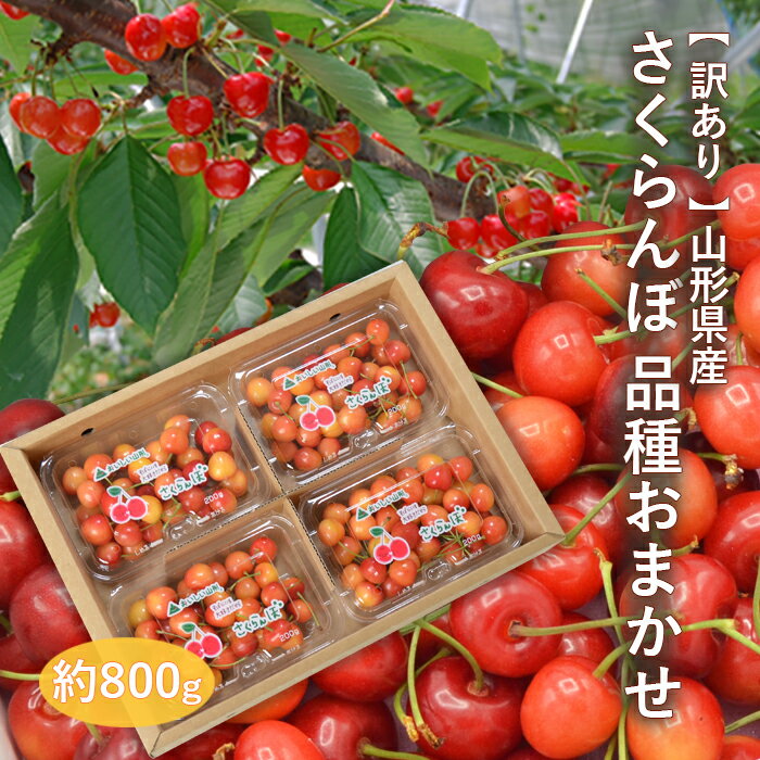 【訳あり】さくらんぼ 約800g ( 約200g×4パック) 【2箱買うと送料無料】山形県産 品種おまかせ