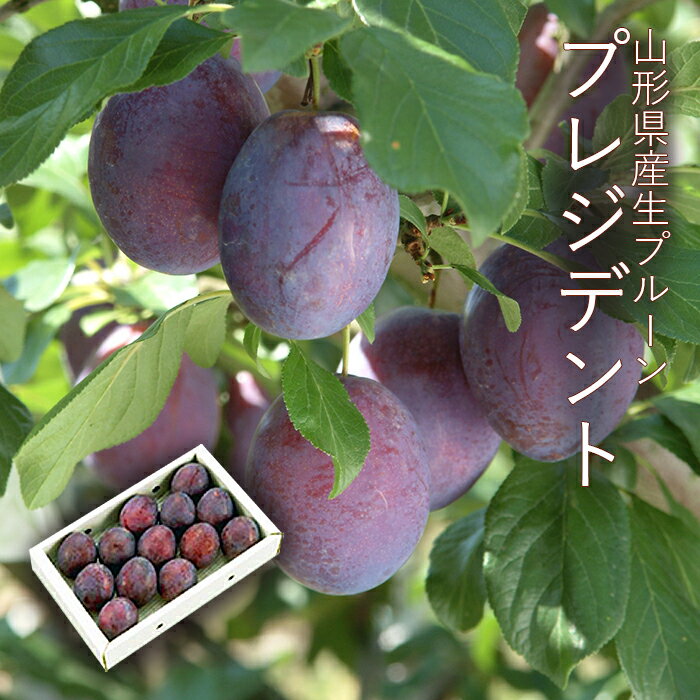 大玉生プルーン ( プレジデント ) 大玉キングサイズ 12～15玉 [No1] 山形県産のサムネイル