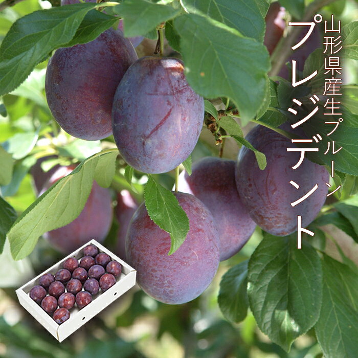 大玉生プルーン ( プレジデント ) 大玉16～18玉 [No2] 山形県産のサムネイル