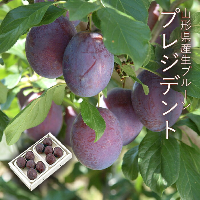 大玉生プルーン ( プレジデント ) 大玉5～6玉入×2パック [No4] 山形県産のサムネイル