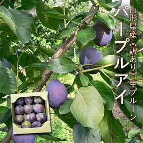 【2箱買うと送料無料】《訳あり》山形県産 生プルーン ( パープルアイ ) 約1kg