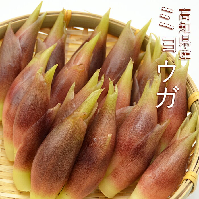 【2セット買うと送料無料】高知県産 ミョウガ 約250g (約50g×5パック)