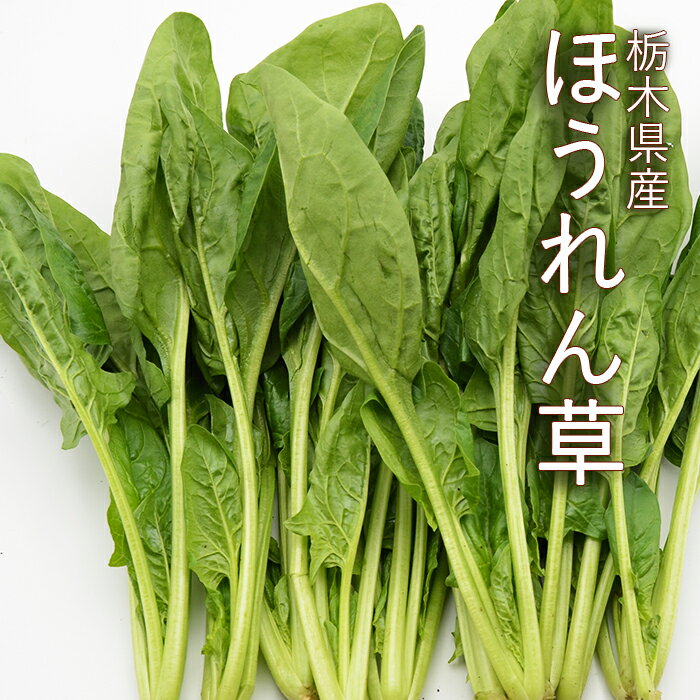 ほうれん草 約5kg ( 約170g × 30袋 ) 栃木県産