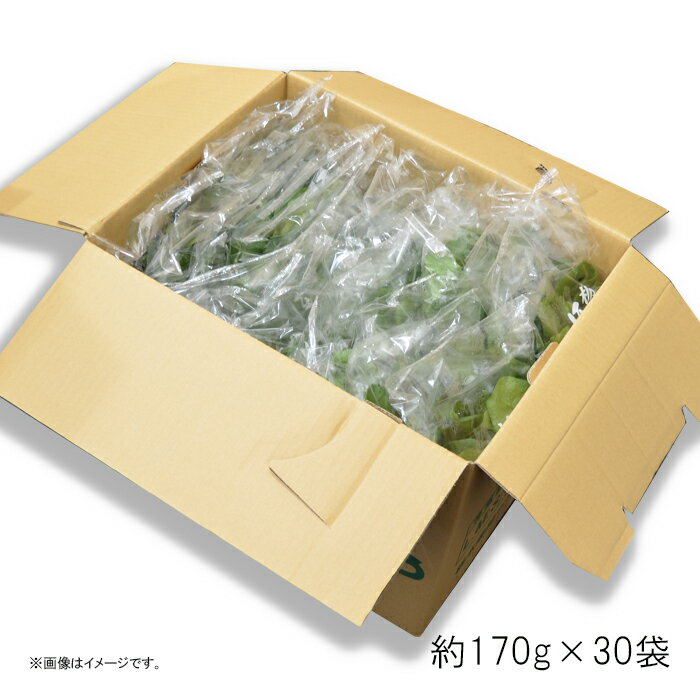 ほうれん草 約5kg ( 約170g × 30袋 ) 栃木県産