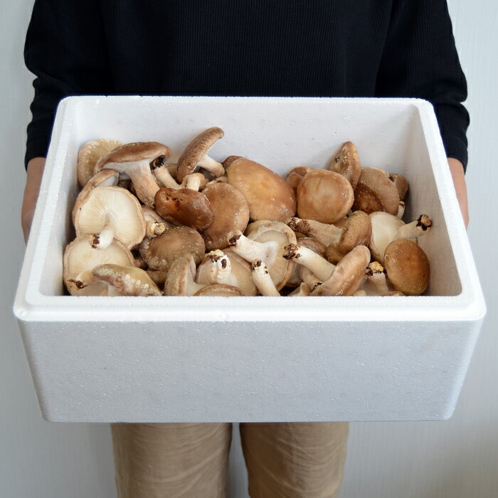 ��������ۤ������� ��2kg ( B�� C�� �� )[�Х�Х�� ] ��긩��