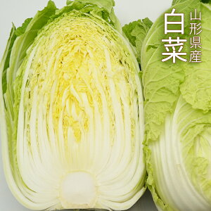 山形県産 白菜 約4kg （ 2個束 ）