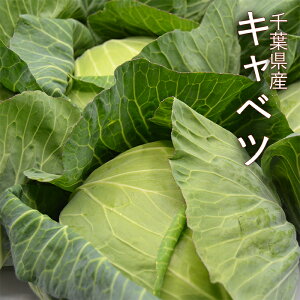 千葉県産 キャベツ 約10kg ( 8玉前後 )