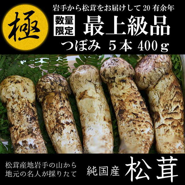 【獲れ次第順次発送】【送料無料】国産松茸【極上】約400g（5本から7本） 岩手・北三陸産 つぼみ【贈答用】 取れ次第発送、期日指定はできません。【まつたけ】【マツタケ】【同梱不可】