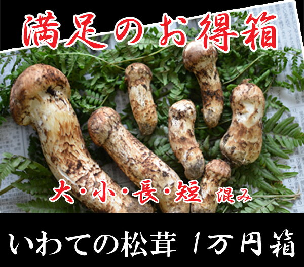 旬の国産松茸いわて産　 大小開き混み（1から数本のセット）10,000円 大きさ指定出来ません大、小、細、太、さまざま、開き、キズあり等混み。【同梱不可】【期日指定不可】