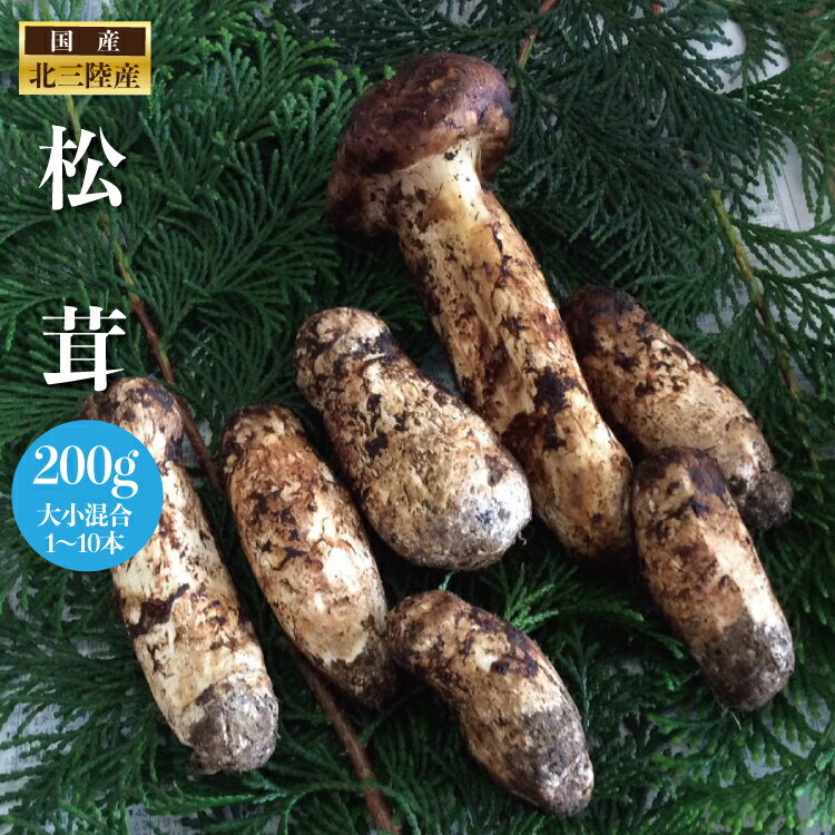 岩手産松茸200g(1〜10本）大小混合時期により大きさが違います。予約受付中！取れた時に発送になります。お受け取り出来ない日はご連絡ください。国産松茸　国産マツタケ