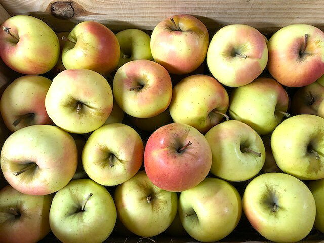 ぐんま名月 小玉 約4.7kg りんご リンゴ フルーツ 林檎 果物 蜜 家庭用 訳あり 青森りんご 産地直送 青森県産 お得 安い 人気 リンゴ