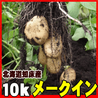 掘ったその日に畑から直送〜●【メークイン10kg】知床海洋ミネラル栽培品！北海道産新じゃがいも！ ※キャンセル不可