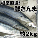 送料無料！根室産とろサンマ（約2kg 14〜16尾）お刺身にできる！北海道産生さんまを水氷でお届けします。