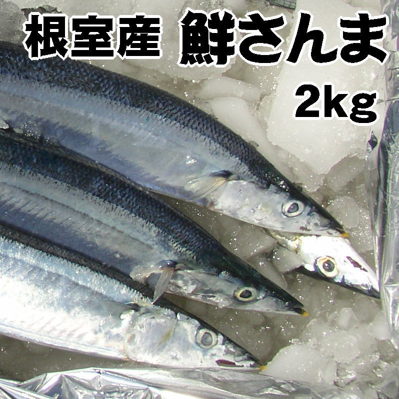 送料無料！根室産とろサンマ（約2kg 17〜19尾 1尾110g前後）お刺身にできる！北海道産獲れたて生さんまを水氷でお届けします。