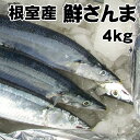 送料無料！根室産とろサンマ（約4kg 40〜42尾 1尾97g前後）お刺身にできる！北海道産獲れたて生さんまを水氷でお届けします。