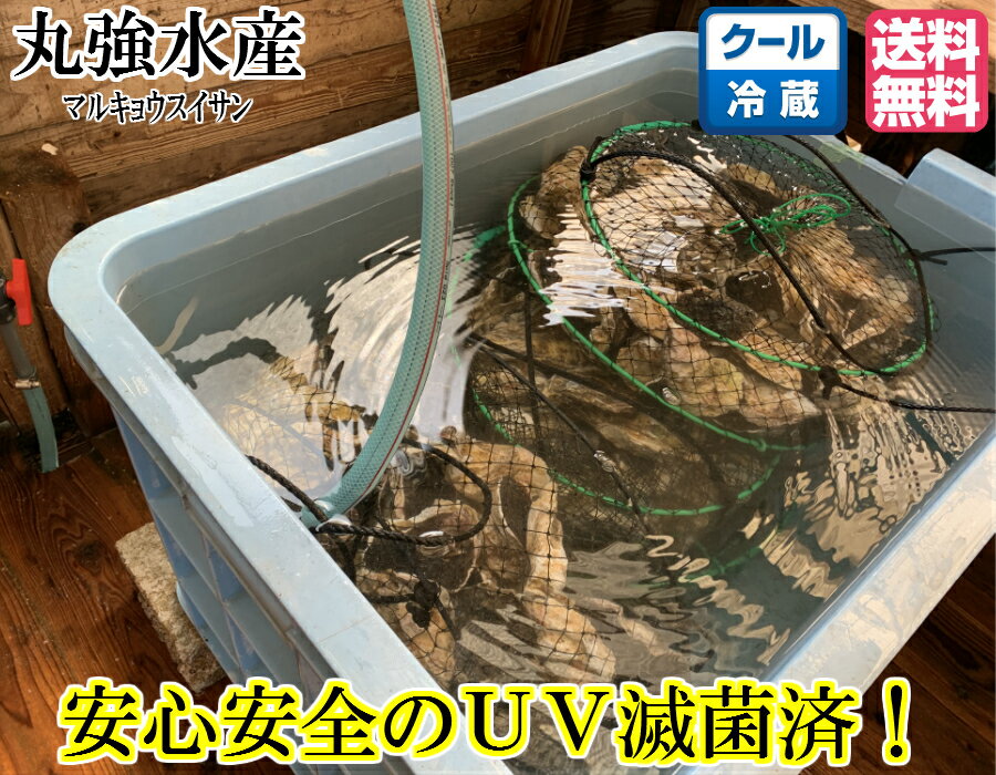 送料無料　Mサイズ 産地直送　佐世保九十九島 岩がき10kg（60〜65個）UV滅菌処理済み 殻付き　岩牡蠣　岩ガキ　生食用