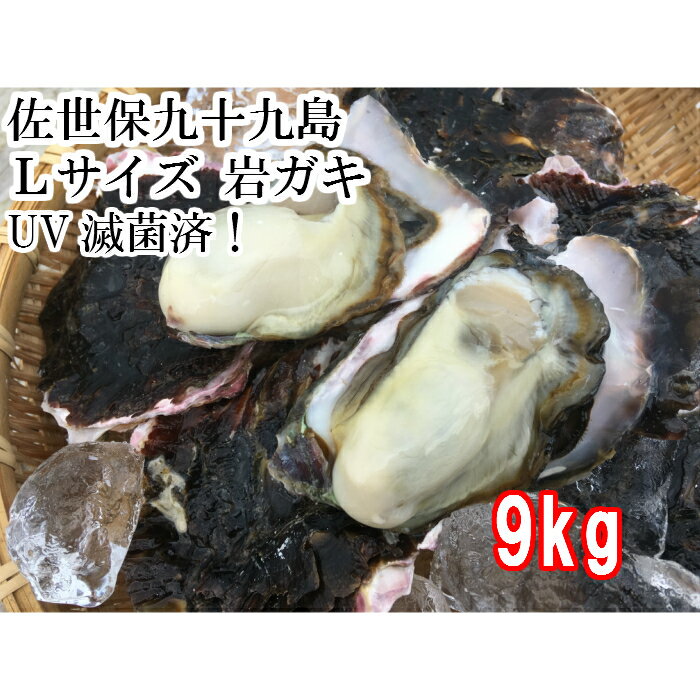 送料無料　Lサイズ 産地直送　佐世保九十九島 岩がき9kg（25個前後）UV滅菌処理済み 殻付き　岩牡蠣　岩ガキ　生食用　【無選別】（サイズは300～400g/個）