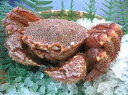 母の日 ギフト かにのマルマサ (厳選7分)北海道産毛蟹1.4kg