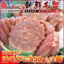 活毛蟹専門店の味をお試し下さい/福袋!お中元ギフトに最適!期間限定激安セール!大きいサイズ!濃厚かに味噌!お得なメガサイズの毛がにセットを航空便で直送!送料無料 北海道産 活毛ガニ 850g×2尾セット(1ケース)枝幸/釧路/稚内/網走/根室など旬なカニを北海道直送ギフト【あす楽対応_関東】【あす楽_土曜営業】【あす楽_日曜営業】【あす楽_年中無休】【楽ギフ_のし宛書】