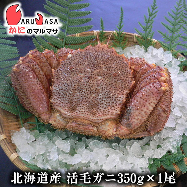 活毛がに(350g×1尾)セット あす楽対応北海道 毛蟹 毛ガニ カニ通販 道産品 お取り寄せ ギフト 北海道産