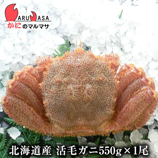 楽天かにのマルマサ【北海道】活毛がに（550g×1尾）セット あす楽 毛蟹 毛ガニ カニ通販 道産品 お取り寄せ ギフト 北海道産