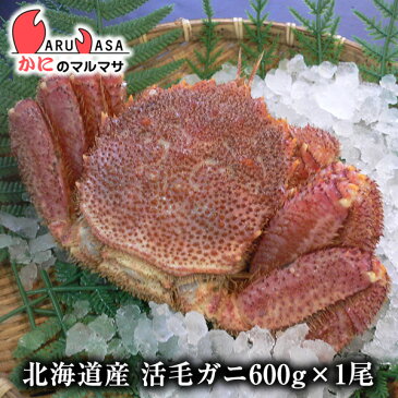 北海道産 活毛がに(600g×1尾)セット 楽天ランキング入賞毛カニ部門ランクイン!!あす楽 毛蟹 毛ガニ カニ通販 道産品 残暑見舞い ギフト