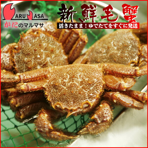 活毛がに(550g×2尾)セット あす楽対応北海道 毛蟹 毛ガニ カニ通販 道産品 残暑見舞い ギフト 北海道産