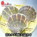 活ホタテ貝(大)3枚詰め合わせ 海産物 北海道産 国産 お取り寄せ通販 道産品 厳選素材 お土産 プレゼント 贈り物 母の日 ギフト